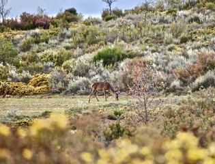 un ciervo comiendo
