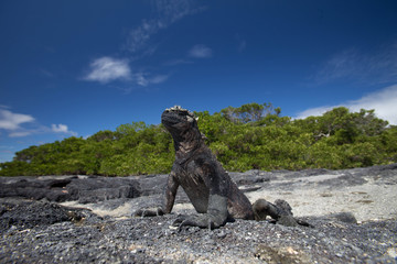 Marine Iguana on beach