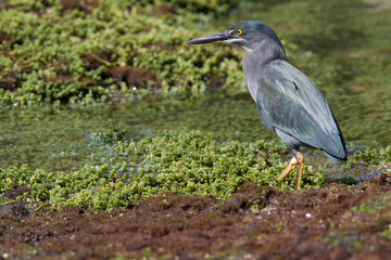 Lava Heron looking for bugs