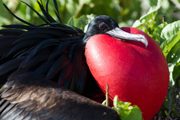 Courting Frigate Bird