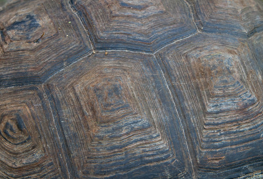 Turtle Shell Background