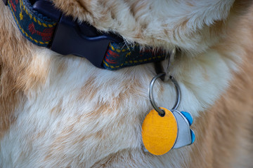 dog tags or blank ID tags on dog collar