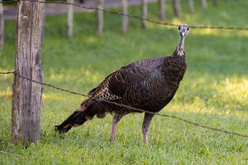 Wild turkeys looking for food in Great Smoky Mountains National Park