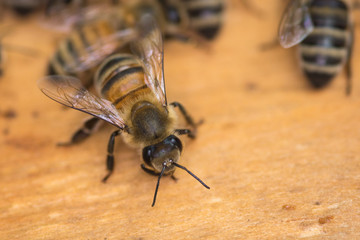 Honeybee Face First