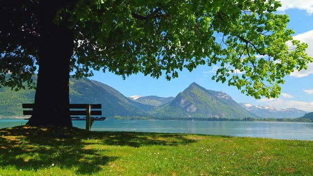Bench under a tree on a lake shore. Mountains at background. Switzerland