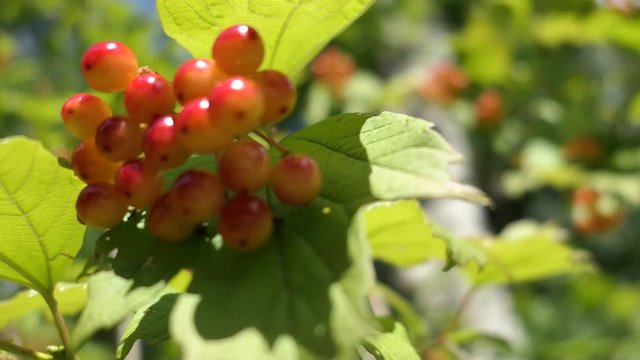 Berries Of A Viburnum Grow On A Branch In Sunny Summer Day
