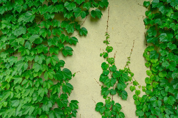 壁を覆う蔦の葉　