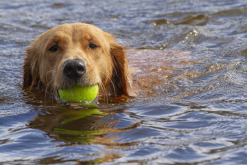Golden retriever swimming with a tennis ball in her mouth