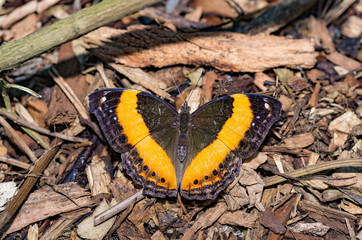 Black Butterfly Orange Stripe