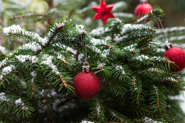 Natural fir tree brunches covered with snow, Christmas concept