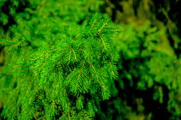 Pine branch, coniferous tree