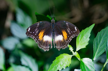 Papilio Aegeus