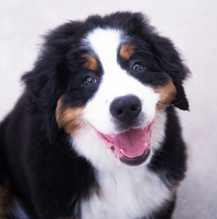 Smiling Bernese Mountain Dog