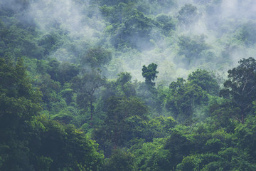 deep tropical forest, canopy tree and fog