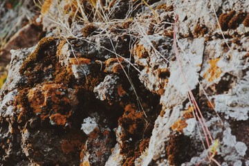 Grass and Boulder