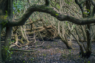 Mangrove trees in Key Biscayne Florida Park