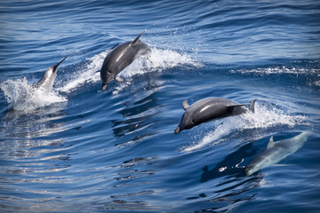 Dolphins at play in wake of boat