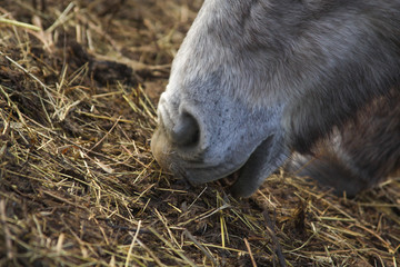 Fototapeta premium Horse feeding in a green farm