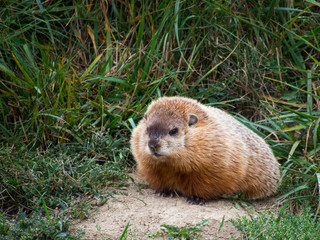 Wildlife