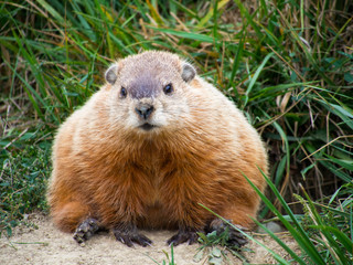 Groundhog