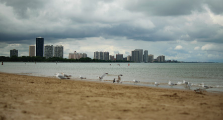 Seagulls on Montrose Beach with City of Chicago in the background