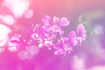 Collection of Pink Orchids and bokeh