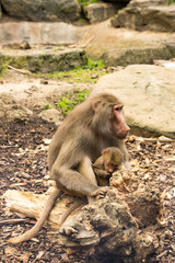 Mother and Pensive Baby Baboon 