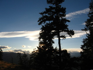 Eastern Tree Sunset