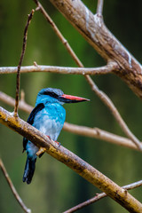Blue-breasted Kingfisher