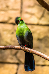 White-Cheeked Turaco