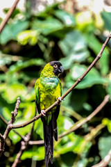 Nanday Conure