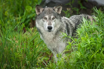 Crédence de cuisine en verre imprimé Loup Grey Wolf (Canis lupus) Looks Out Intently From Grasses
