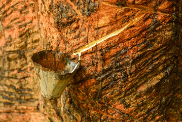 seringueira, manaus, brasil