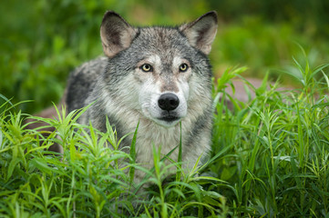 Naklejka na ściany i meble Grey Wolf (Canis lupus) Looks Up From Grass