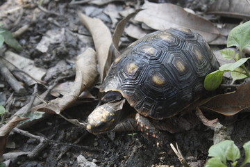 Tortuga de tierra morrocoy (Morrocoy land turtle)