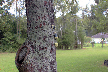 Tree Face Profile