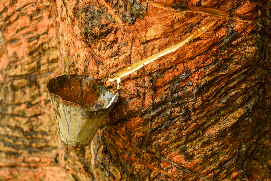 seringueira, manaus, brasil