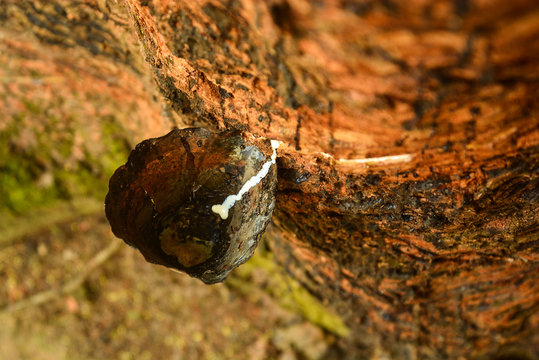 seringueira, manaus, brasil