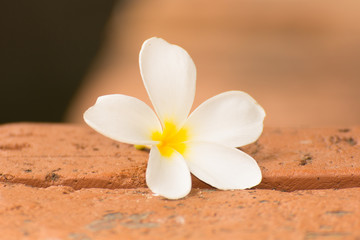 Plumeria flower on brick floor