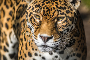 Fototapeta na wymiar Leopard, Panthera Pardus, closeup, has beautiful spotted fur
