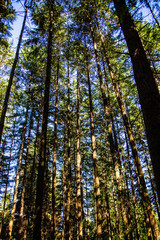 Trees climbing towards a blue sky
