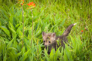 Red Fox (Vulpes vulpes) Kit Looks Out Through the Grass