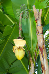 Bl&uuml;te einer Bananenpflanze