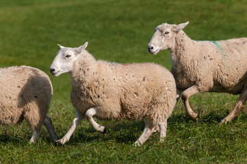 Three Sheep (Ovis aries) Run Left