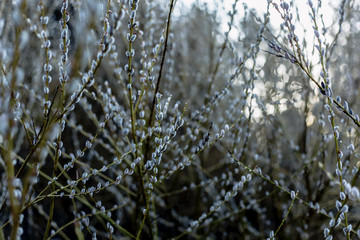 Winter garden