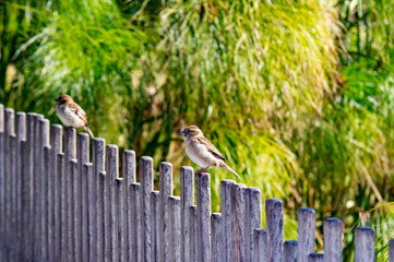 Sparrows Perched on Fence