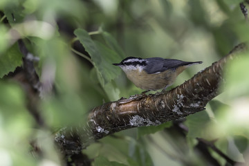 Red-breasted Nuthatch