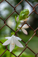 white hosta flowers