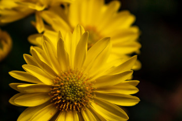 flower, yellow, nature, sunflower, garden, plant, summer, green, macro, daisy, flowers, petal, bloom, petals, sun, spring, blossom, floral, close-up, flora, beautiful, color, pollen