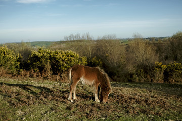 French horse